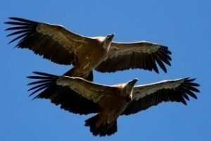 Chamizo dice que la Junta vulnera la ley de voluntariado con Migres