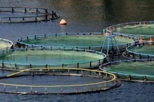 Representantes de la acuicultura de Marruecos visitan Cádiz