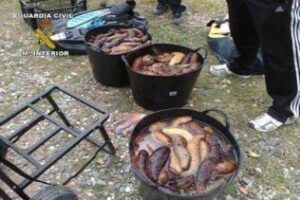 Intervenidos 70 kilos de Holoturia Tubulosa en una playa de Torreguadiaro