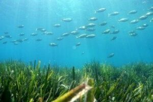 CIRCE muestra en una exposición la importancia de la "Posidonia oceanica"