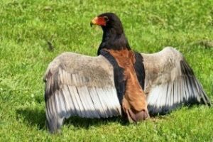 Migres detecta en Punta Carnero la presencia de "una rara rapaz africana"