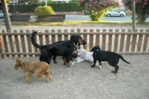 La segunda Can-minata canina se celebra este domingo por las calles del centro
