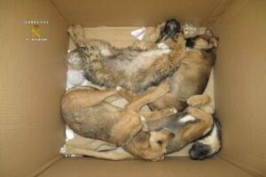 Recuperan cuatro perros abandonados e identifican al autor gracias a un video
