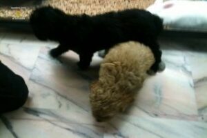 La Guardia Civil realiza una actuación en materia de bienestar animal