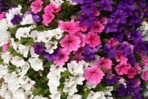 El Ayuntamiento plantará 2.000 petunias fruto de un convenio con Diputación