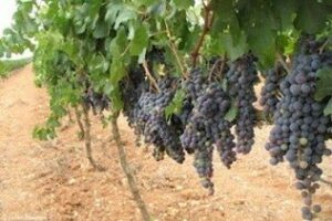 El Sercla desbloquea el convenio colectivo de la Vid en la provincia