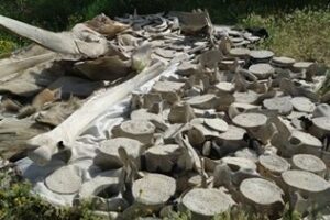 Reconstruyen el esqueleto de la ballena varada en la Bahía de Cádiz