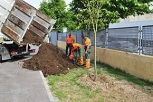 Parques y Jardines planta cinco mil flores de pascua para ornamentar la ciudad