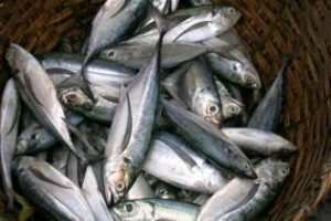 Intervienen 375 kilos de pescado no apto para la venta en Algeciras