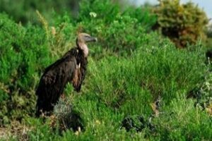 Casi 90.000 aves llegan cruzando el Estrecho de Gibraltar en primavera