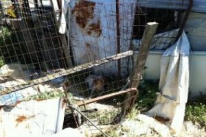 Imputadas dos personas como autoras de un delito de maltrato de animal