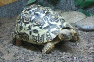 Intervienen animales en peligro de extinción en una tienda de La Línea