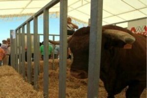 Mañana será inaugurada la 163 Feria de Ganado, que incluye jornadas técnicas