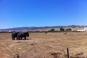 La imagen de la semana: Elefantes en la sabana de Tarifa