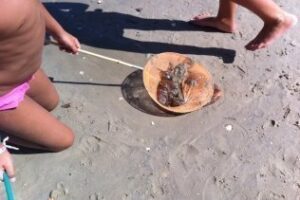 Las playas de la Bahía, afectadas por la llegada de miles de medusas