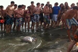 Los bañistas sanroqueños también sufren el ataque de las medusas