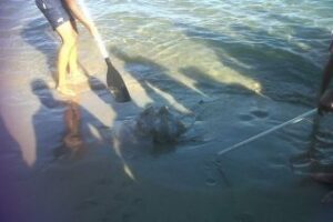 La playa de Palmones, cerrada por presencia masiva de medusas