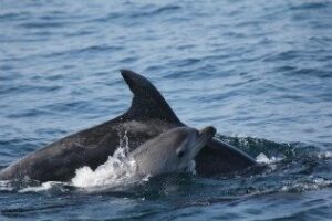 Agotadas las entradas de avistamiento al 50 % de descuentosalminuto.com: Se lanzan otras 100