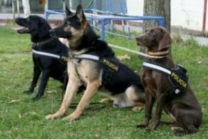 Comienza en Algeciras el curso policial de adiestramiento canino
