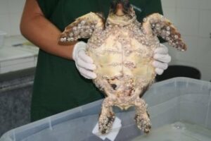 Aparece un ejemplar de tortuga boba varada en la playa de Getares