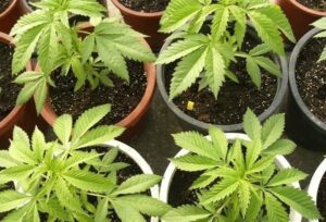 Intervenidas en el Campo de Gibraltar 79 toneladas de droga en el año 2013