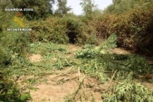 La Guardia Civil interviene 51 kilos de marihuana en Jimena