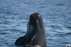 Curso gratuito de conservación de cetáceos en Algeciras