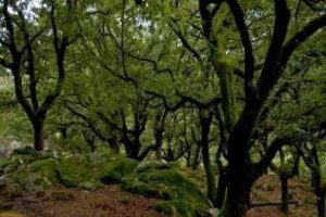 Critican el fracaso de las medidas para salvar el alcornoque en la comarca