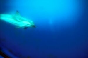 Pronta inauguración del nuevo de Centro de Interpretación de Cetáceos