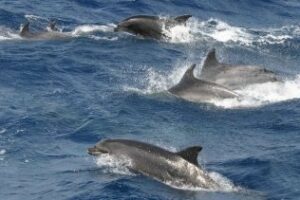 SAL, no seas soso, te descubre las maravillas del Campo de Gibraltar