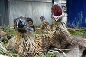 Llegan a la provincia 18 pollos de águila pescadora procedentes de Alemania