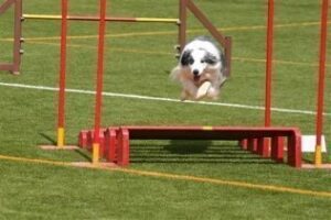 Mañana comienza el Campeonato de España de Agility en Botafuegos