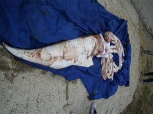 Hallan un calamar gigante bien conservado en una playa de Algeciras