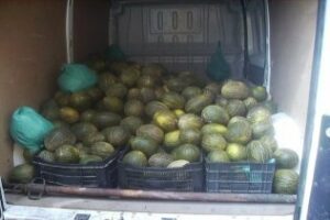 Intervenidos en La Línea 2.000 kilos de melones de venta ambulante ilegal