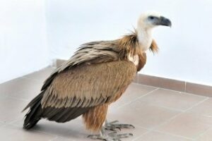 La Policia Local rescata un buitre en la zona del mercadillo