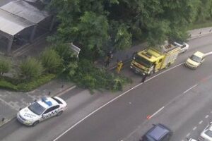 La lluvia y el viento tumban un árbol en el Paseo de la Conferencia