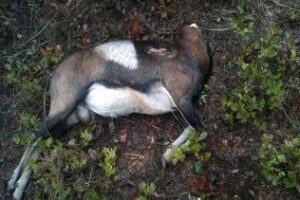 Agaden denuncia la decapitación de muflones por furtivos en la finca La Alcaidesa