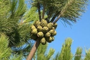 Muere un joven tras sufrir una descarga eléctrica cuando recogía piñas en Chiclana