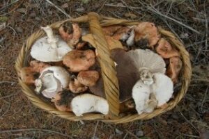 Senderos de la comarca: Senderismo, Guía, almuerzo y "el maestro" José Ramon Sogorb este domingo en Los Alcornocales