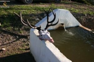 La Guardia Civil interviene piezas de caza mayor