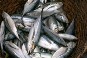 Intervenciones contra la venta ilegal de pescado en Algeciras