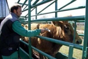 La UE confirma que las explotaciones ganaderas andaluzas están libres del serotipo 8 de lengua azul
