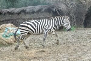 El sábado 19 abre en nuestra comarca "La pequeña Africa"