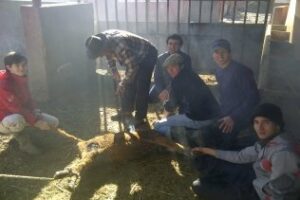 La ECTCG organiza labores camperas para aficionados y alumnos Herradero en la ganadería Campogibraltareña Esquivel