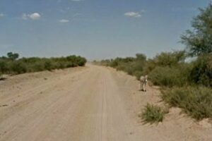 Absurdas: Polémica con Google Street View por el atropello de un burro en Bostwana