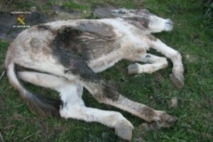 Sacrifican un burro tras encontrarlo en muy mal estado con múltiples erosiones en su cuerpo