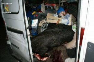 Intervenidas 6 plantas de marihuana y tres cerdos muertos dentro de una furgoneta