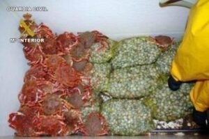 La Guardia Civil intervino 441 kilos de almejas finas sin declarar