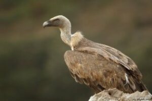 El servicio de recogida de animales recupera un buitre leonado y una águila ratonera