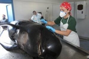 Estudian la muerte de un calderón hallado que ingirió una anguila